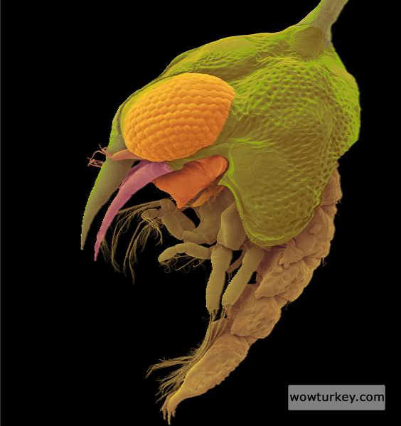 Thin shelled rock crab larva (Grapsus tenuicrustatus) by Dennis Kunkel