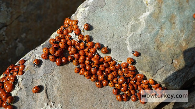 uludaz-tepesi-ugur-bocekleri