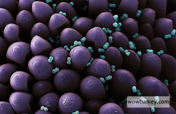 Unutmabeni çiçeği polenleri