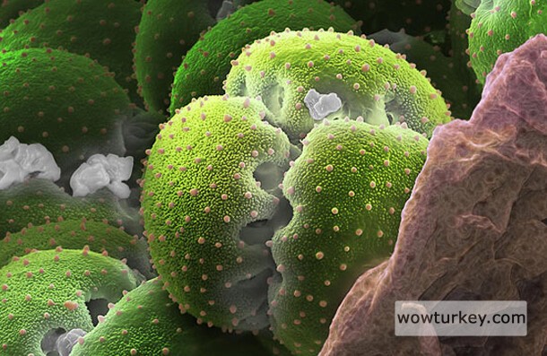 Venüs sinekkapanının poleni.