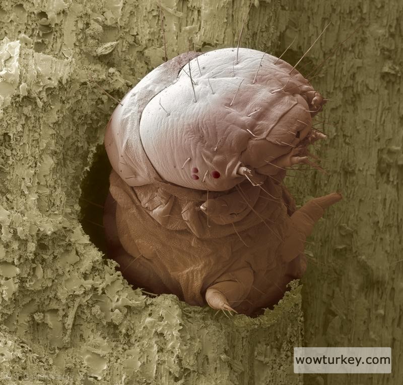 woodworm larva