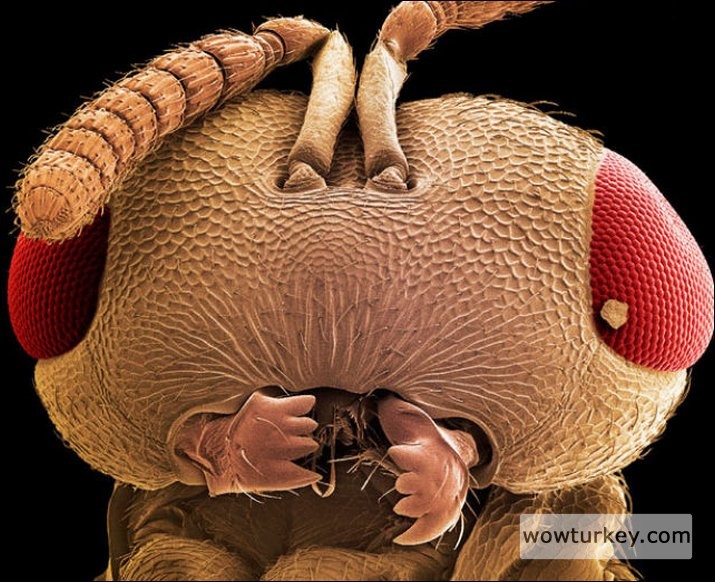 Yaban arısı başı wasp’s head (order Hymenoptera)
