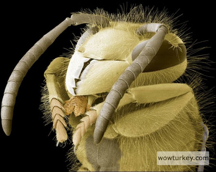 Yaban arısı wasp (Vespula vulgaris) head
