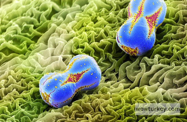 Yaprak üzerindeki unutmabeni çiçeği polenleri.