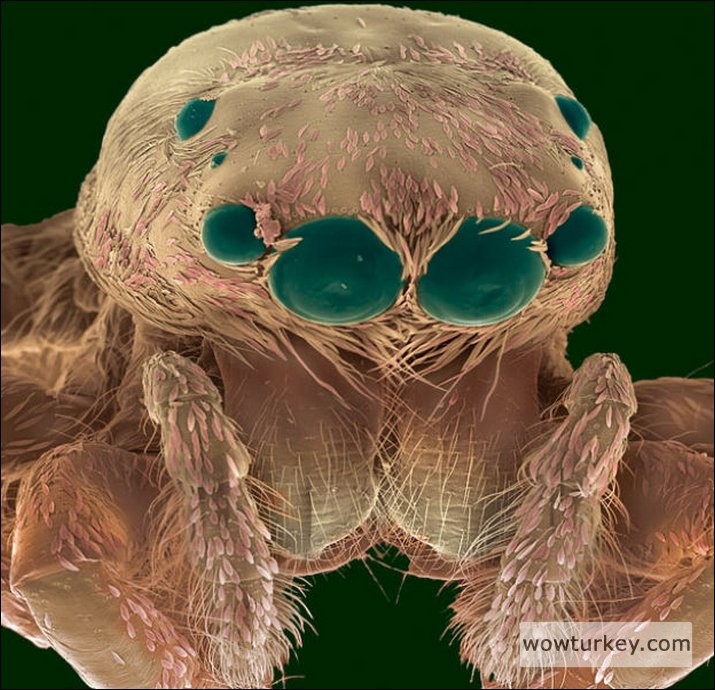 Zıplayan örümcek Jumping Spider (family Salticidae)