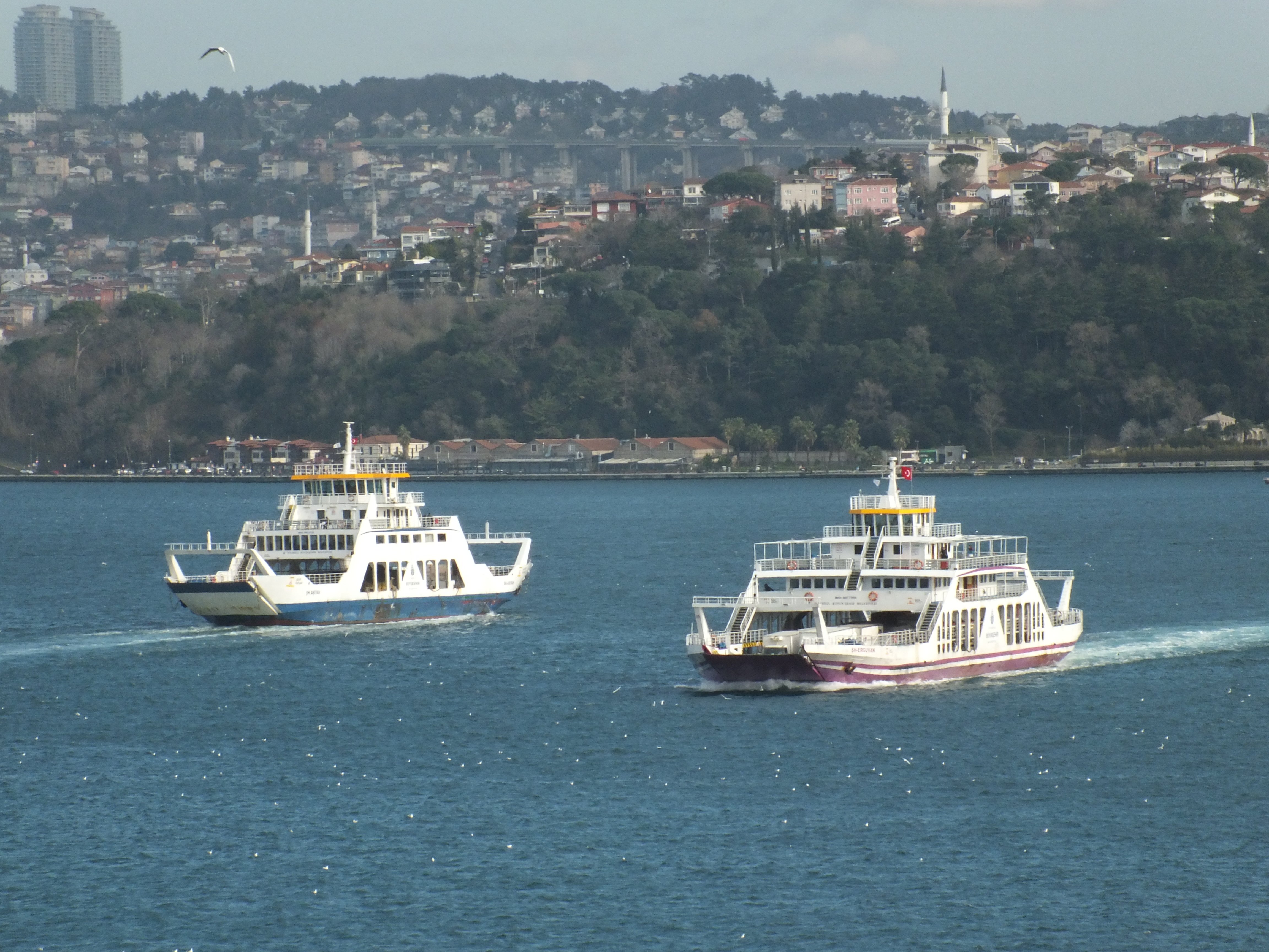 DSCF8131.JPG